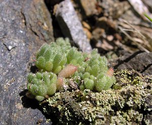 Sedum hirsutum (Crassulaceae)  - Orpin hirsute, Orpin hérissé Ariege [France] 06/07/2005 - 1640m