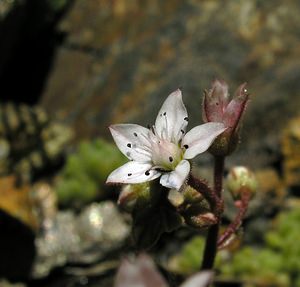 Sedum hirsutum (Crassulaceae)  - Orpin hirsute, Orpin hérissé Ariege [France] 06/07/2005 - 1640m