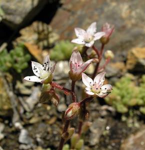 Sedum hirsutum (Crassulaceae)  - Orpin hirsute, Orpin hérissé Ariege [France] 06/07/2005 - 1640m