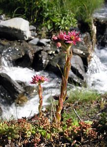 Sempervivum montanum (Crassulaceae)  - Joubarbe des montagnes - Mountain House-leek Hautes-Pyrenees [France] 10/07/2005 - 1290m