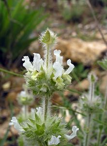 Sideritis hirsuta (Lamiaceae)  - Crapaudine hirsute, Crapaudine velue, Crapaudine hérissée Ribagorce [Espagne] 09/07/2005 - 1330m