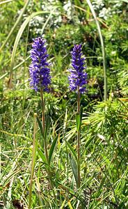 Veronica spicata (Plantaginaceae)  - Véronique en épi - Spiked Speedwell Hautes-Pyrenees [France] 11/07/2005 - 1890m