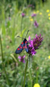 Zygaena lonicerae (Zygaenidae)  - Zygène des bois, Zygène du Trèfle-de-montagne - Narrow-bordered Five-spot Burnet Val-d'Aran [Espagne] 08/07/2005 - 1390m