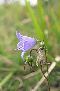 Campanula rotundifolia (Campanulaceae)  - Campanule à feuilles rondes - Harebell Pas-de-Calais [France] 13/08/2005 - 90m