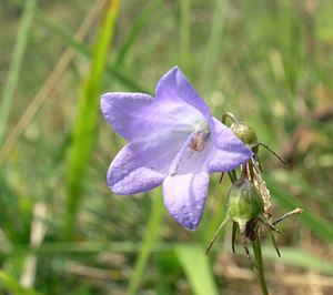 Campanula rotundifolia (Campanulaceae)  - Campanule à feuilles rondes - Harebell Pas-de-Calais [France] 13/08/2005 - 90m