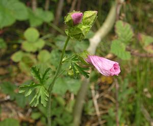 Malva moschata (Malvaceae)  - Mauve musquée - Musk-mallow Pas-de-Calais [France] 13/08/2005 - 90m