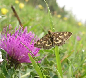 Pyrausta purpuralis (Crambidae)  - Pyrauste pourprée Pas-de-Calais [France] 20/08/2005 - 90m