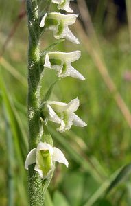 Spiranthes spiralis (Orchidaceae)  - Spiranthe d'automne, Spiranthe spiralée - Autumn Lady's-tresses Pas-de-Calais [France] 13/08/2005 - 90m