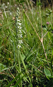 Spiranthes spiralis (Orchidaceae)  - Spiranthe d'automne, Spiranthe spiralée - Autumn Lady's-tresses Pas-de-Calais [France] 13/08/2005 - 90m