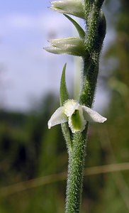 Spiranthes spiralis (Orchidaceae)  - Spiranthe d'automne, Spiranthe spiralée - Autumn Lady's-tresses Pas-de-Calais [France] 13/08/2005 - 90m