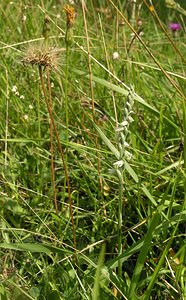 Spiranthes spiralis (Orchidaceae)  - Spiranthe d'automne, Spiranthe spiralée - Autumn Lady's-tresses Pas-de-Calais [France] 13/08/2005 - 90m