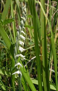 Spiranthes spiralis (Orchidaceae)  - Spiranthe d'automne, Spiranthe spiralée - Autumn Lady's-tresses Pas-de-Calais [France] 13/08/2005 - 90m