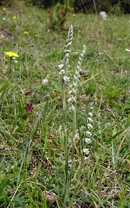 Spiranthes spiralis (Orchidaceae)  - Spiranthe d'automne, Spiranthe spiralée - Autumn Lady's-tresses Pas-de-Calais [France] 13/08/2005 - 90m