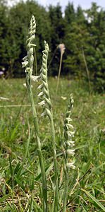 Spiranthes spiralis (Orchidaceae)  - Spiranthe d'automne, Spiranthe spiralée - Autumn Lady's-tresses Pas-de-Calais [France] 13/08/2005 - 90m