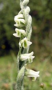 Spiranthes spiralis (Orchidaceae)  - Spiranthe d'automne, Spiranthe spiralée - Autumn Lady's-tresses Pas-de-Calais [France] 13/08/2005 - 90m