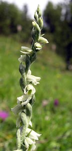 Spiranthes spiralis (Orchidaceae)  - Spiranthe d'automne, Spiranthe spiralée - Autumn Lady's-tresses Pas-de-Calais [France] 13/08/2005 - 90m