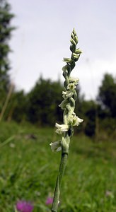 Spiranthes spiralis (Orchidaceae)  - Spiranthe d'automne, Spiranthe spiralée - Autumn Lady's-tresses Pas-de-Calais [France] 13/08/2005 - 90m