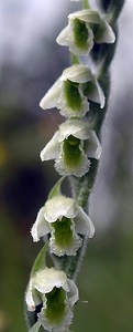 Spiranthes spiralis (Orchidaceae)  - Spiranthe d'automne, Spiranthe spiralée - Autumn Lady's-tresses Pas-de-Calais [France] 13/08/2005 - 90m