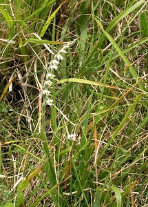 Spiranthes spiralis (Orchidaceae)  - Spiranthe d'automne, Spiranthe spiralée - Autumn Lady's-tresses Pas-de-Calais [France] 13/08/2005 - 90m