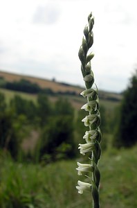 Spiranthes spiralis (Orchidaceae)  - Spiranthe d'automne, Spiranthe spiralée - Autumn Lady's-tresses Pas-de-Calais [France] 13/08/2005 - 90m