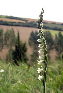 Spiranthes spiralis (Orchidaceae)  - Spiranthe d'automne, Spiranthe spiralée - Autumn Lady's-tresses Pas-de-Calais [France] 13/08/2005 - 90m