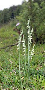 Spiranthes spiralis (Orchidaceae)  - Spiranthe d'automne, Spiranthe spiralée - Autumn Lady's-tresses Pas-de-Calais [France] 20/08/2005 - 90m