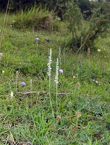 Spiranthes spiralis (Orchidaceae)  - Spiranthe d'automne, Spiranthe spiralée - Autumn Lady's-tresses Pas-de-Calais [France] 20/08/2005 - 90m