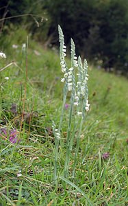 Spiranthes spiralis (Orchidaceae)  - Spiranthe d'automne, Spiranthe spiralée - Autumn Lady's-tresses Pas-de-Calais [France] 20/08/2005 - 90m