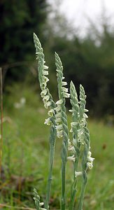 Spiranthes spiralis (Orchidaceae)  - Spiranthe d'automne, Spiranthe spiralée - Autumn Lady's-tresses Pas-de-Calais [France] 20/08/2005 - 90m