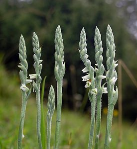 Spiranthes spiralis (Orchidaceae)  - Spiranthe d'automne, Spiranthe spiralée - Autumn Lady's-tresses Pas-de-Calais [France] 20/08/2005 - 90m