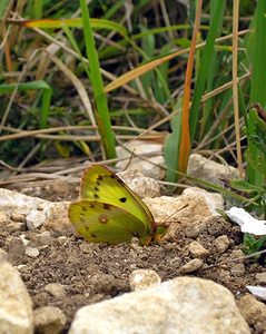 Colias alfacariensis (Pieridae)  - Fluoré - Berger's Clouded Yellow Somme [France] 10/09/2005 - 80m