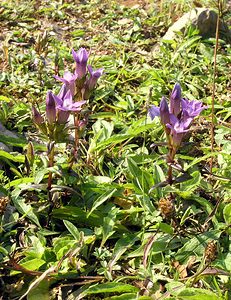 Gentianella germanica (Gentianaceae)  - Gentianelle d'Allemagne, Gentiane d'Allemagne - Chiltern Gentian Neufchateau [Belgique] 03/09/2005 - 260m