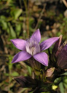 Gentianella germanica (Gentianaceae)  - Gentianelle d'Allemagne, Gentiane d'Allemagne - Chiltern Gentian Neufchateau [Belgique] 03/09/2005 - 260m