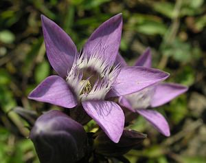 Gentianella germanica (Gentianaceae)  - Gentianelle d'Allemagne, Gentiane d'Allemagne - Chiltern Gentian Neufchateau [Belgique] 03/09/2005 - 260m