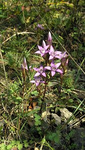 Gentianella germanica (Gentianaceae)  - Gentianelle d'Allemagne, Gentiane d'Allemagne - Chiltern Gentian Neufchateau [Belgique] 03/09/2005 - 260m