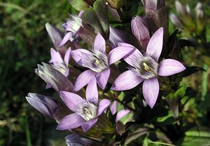 Gentianella germanica (Gentianaceae)  - Gentianelle d'Allemagne, Gentiane d'Allemagne - Chiltern Gentian Neufchateau [Belgique] 03/09/2005 - 260m