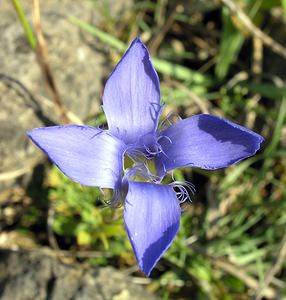 Gentianopsis ciliata (Gentianaceae)  - Gentianelle ciliée, Gentiane ciliée, Fausse gentiane ciliée - Fringed Gentian Neufchateau [Belgique] 03/09/2005 - 260m