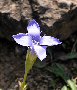 Gentianopsis ciliata (Gentianaceae)  - Gentianelle ciliée, Gentiane ciliée, Fausse gentiane ciliée - Fringed Gentian Neufchateau [Belgique] 03/09/2005 - 260m