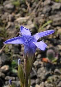 Gentianopsis ciliata (Gentianaceae)  - Gentianelle ciliée, Gentiane ciliée, Fausse gentiane ciliée - Fringed Gentian Neufchateau [Belgique] 03/09/2005 - 260m