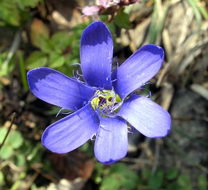 Gentianopsis ciliata (Gentianaceae)  - Gentianelle ciliée, Gentiane ciliée, Fausse gentiane ciliée - Fringed Gentian Neufchateau [Belgique] 03/09/2005 - 260mles fleurs ont habituellement 4 p?tales et non 6 comme celle-ci.