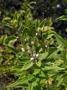 Lithospermum officinale (Boraginaceae)  - Grémil officinal, Herbe aux perles - Common Gromwell Neufchateau [Belgique] 03/09/2005 - 260m