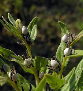 Lithospermum officinale (Boraginaceae)  - Grémil officinal, Herbe aux perles - Common Gromwell Neufchateau [Belgique] 03/09/2005 - 260m