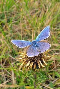 Lysandra bellargus (Lycaenidae)  - Bel-Argus, Azuré bleu céleste - Adonis Blue Somme [France] 10/09/2005 - 80m