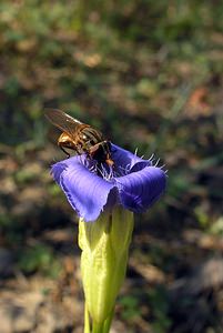 Rhingia campestris (Syrphidae)  - Rhyngie champêtre, Syrphe à long nez des champs Neufchateau [Belgique] 03/09/2005 - 260m