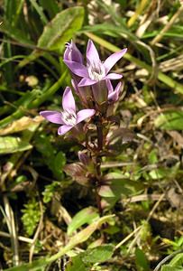 Gentianella germanica (Gentianaceae)  - Gentianelle d'Allemagne, Gentiane d'Allemagne - Chiltern Gentian Pas-de-Calais [France] 09/10/2005 - 130m