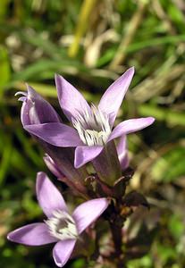 Gentianella germanica (Gentianaceae)  - Gentianelle d'Allemagne, Gentiane d'Allemagne - Chiltern Gentian Pas-de-Calais [France] 09/10/2005 - 130m