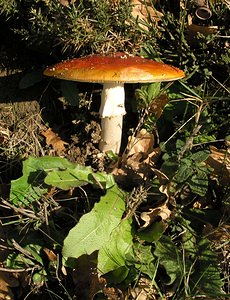 Amanita muscaria (Amanitaceae)  - Amanite tue-mouches, Fausse oronge - Fly Agaric Pas-de-Calais [France] 19/11/2005 - 70m