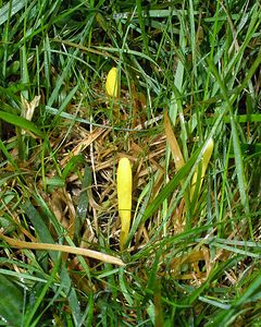 Clavulinopsis helvola (Clavariaceae)  - Clavaire lumineuse - Yellow Club Pas-de-Calais [France] 19/11/2005 - 70m