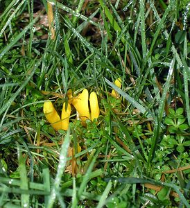 Clavulinopsis helvola (Clavariaceae)  - Clavaire lumineuse - Yellow Club Pas-de-Calais [France] 19/11/2005 - 70m