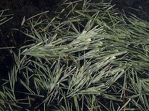 Glyceria  (Poaceae)  - Glycérie - sweet-grasses Pas-de-Calais [France] 19/11/2005 - 70m